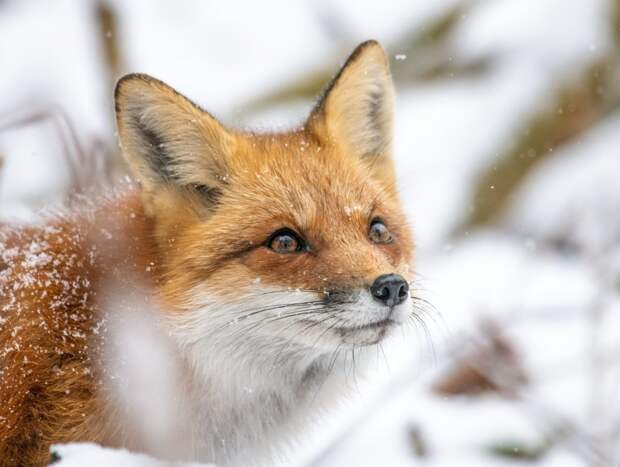 На Сахалине бегавшая по взлетной полосе лиса отправила самолет на второй круг