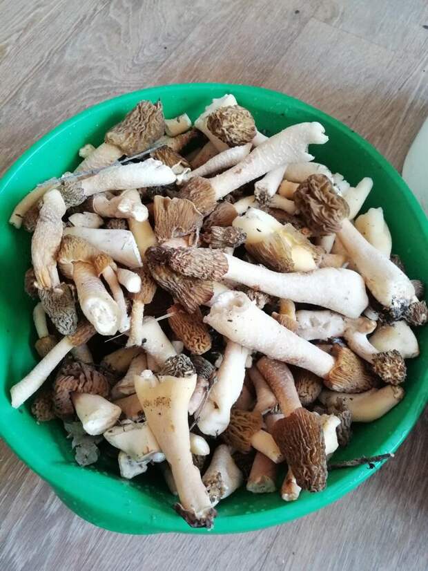 Фото: Вероника Антипова-Яцкова / vk.com/gribniki22rus