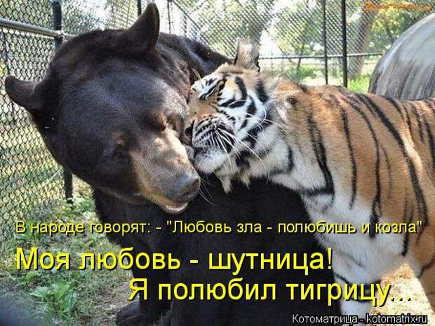 Котоматрица: В народе говорят: - "Любовь зла - полюбишь и козла" Моя любовь - шутница! Я полюбил тигрицу...