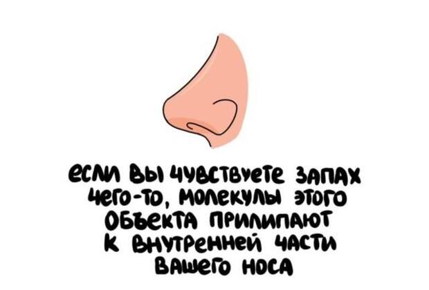 Короткие интересные факты обо всем