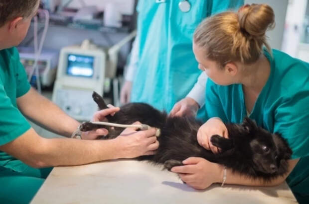 Yle: в Финляндии растёт число усыплений питомцев украинских беженцев