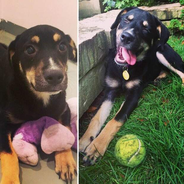 Собаки из приюта: снимки до и после обретения семьи (35 фото)