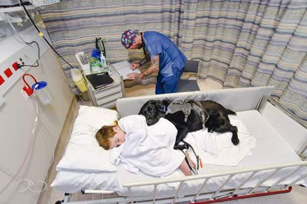 преданная собака легла в больницу вместе с хозяином