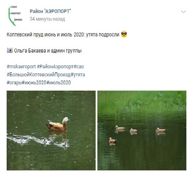 Фото дня: Утята из Коптевского пруда подросли