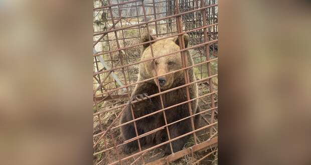 В Ленобласти жители добиваются освобождения медведицы Маши