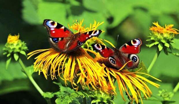 Фото: Пара бабочек павлиний глаз
