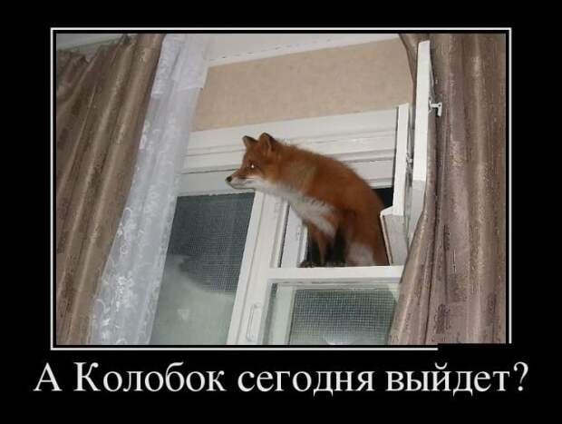 А колобок выйдет? демотиватор, демотиваторы, жизненно, картинки, подборка, прикол, смех, юмор