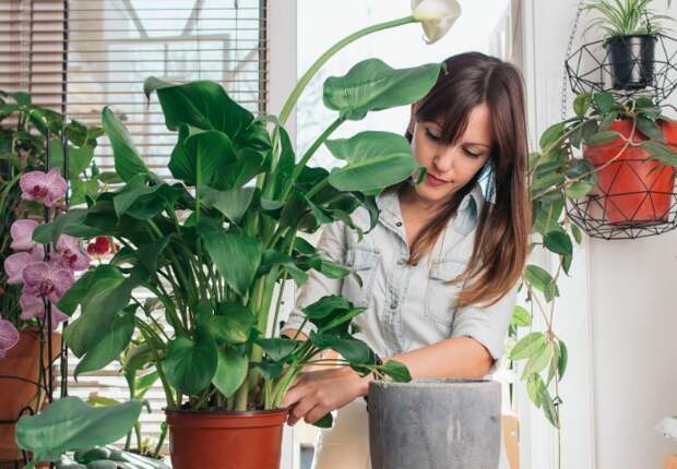 Комнатные растения привносят уют в домашнюю атмосферу