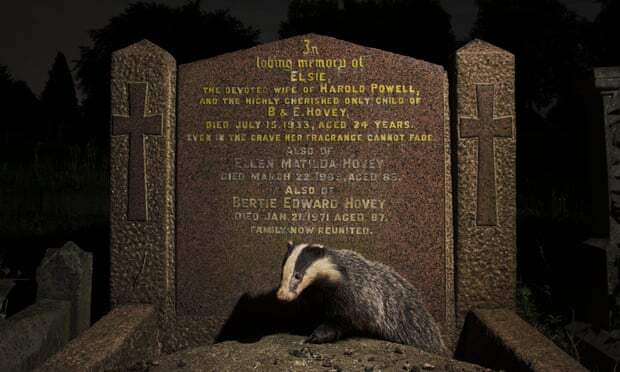 Молодой барсук устроил нору под могильным памятником на кладбище в Бристоле
