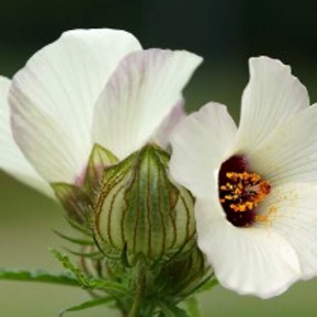 Гибискус тройчатый, гибискус северный (Hibiscus trionum)