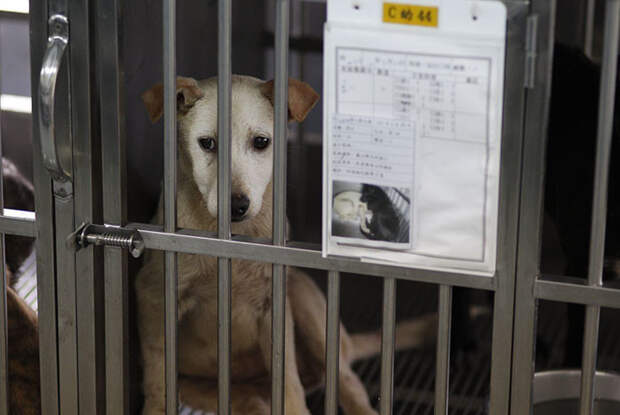 У политика дома живут две кошки, а еще она забрала трех собак из приюта Тайвань, животные, запрет, кошка, мясо, собака