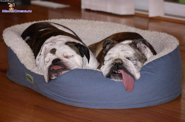 sobachki-kartinki-smeshnye-prikoly-pro-sobak-19 (700x465, 202Kb)