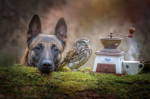 Фотография: Такая милая дружба пса и совушки №4 - BigPicture.ru