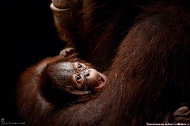 Портреты животных