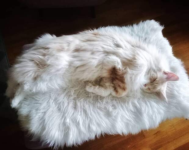Девушка показала своего огромного кота породы мейн-кун, в его размеры сложно поверить