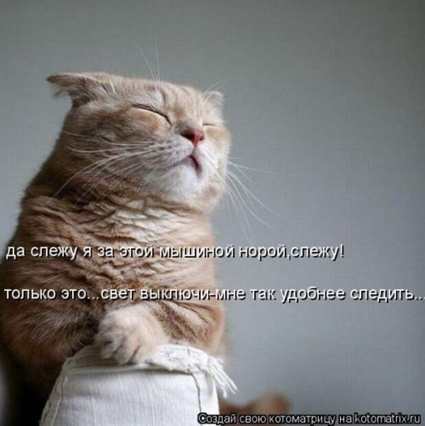 Котоматрица свежак (36 шт)