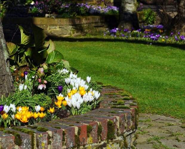 Крокус любой клумбе добавит яркости и красоты