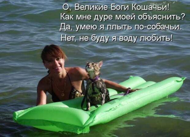 Усатый и хвостатый (котоматрица)
