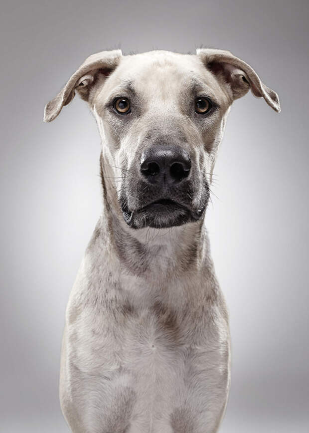 Мармадук. Родился в июле 2014. Фото: K9Friends.