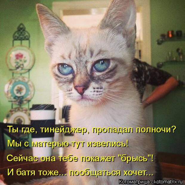 Новые котоматрицы с классным задором (30 фото) Новые котоматрицы с классным задором (30 фото)