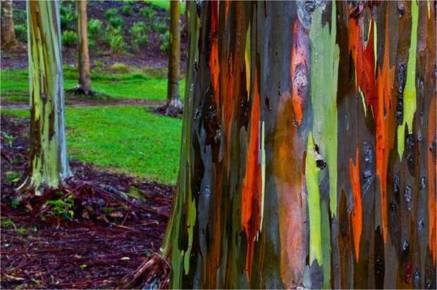 Радужный эвкалипт деревья, история, факты