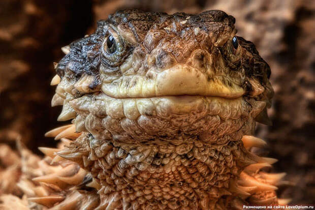 Портреты животных