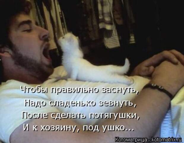 Лучшая котоматрица недели (38 фото)