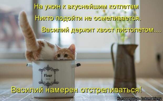Новая котоматрица (36 фото)