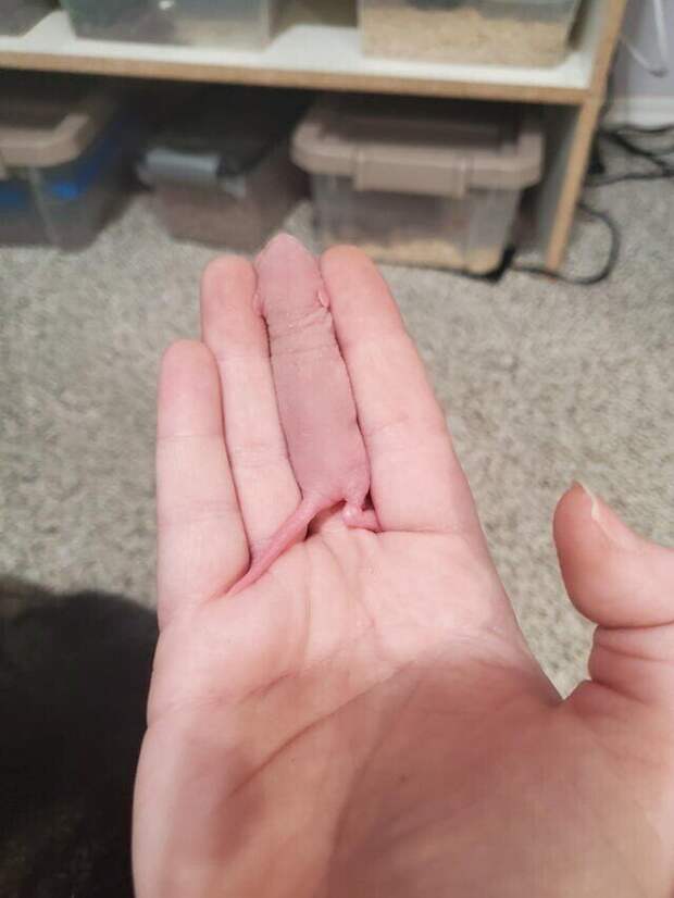 Маленький живой палец
