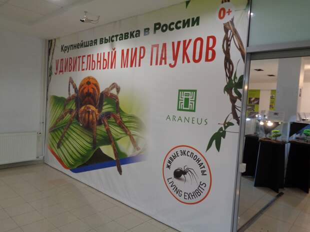 На выставке «Удивительный мир пауков и скорпионов» в Рязани выявили нарушения