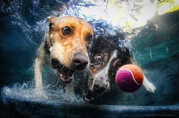 Сез Кастил, Seth Casteel, фотографии собак под водой