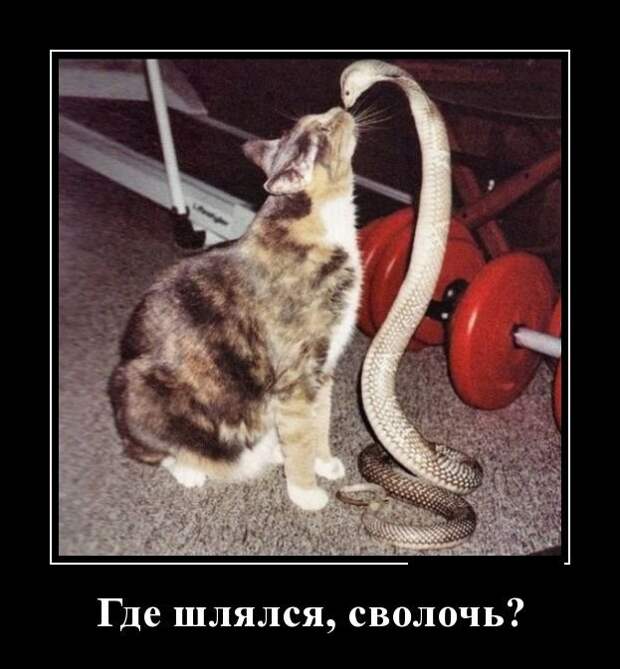 Демотиваторы на субботу (30 фото)