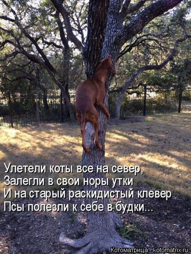 Лучшие котоматрицы недели