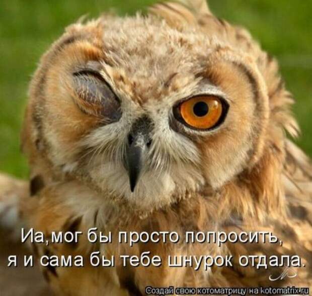 Котоматрица для ночных посетителей Поржать.ру
