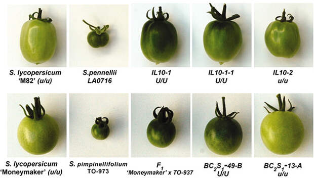 Сорта томатов, использовавшиеся для генетического картирования: два равномерно созревающих сорта с генотипом u/u (M82 и Moneymaker), два диких родственника культурных томатов (Solanum pennellii и S. pimpinellifolium) и их гибриды