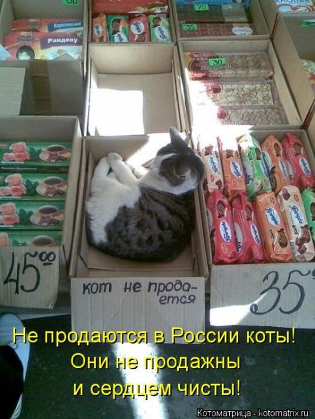 Котоматрицы (забавные картинки с надписями)