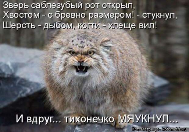 Лучшая котоматрица недели (38 фото)