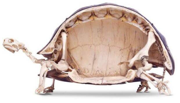 12 невероятных фактов, которые скрывают черепахи под своим панцирем	(8 фото + 4 гиф)