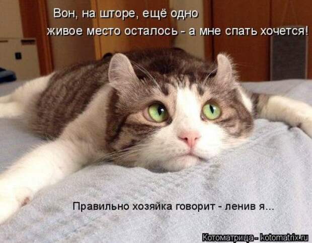Свежая котоматрица для настроения (35 фото)