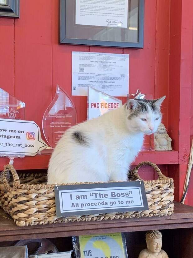Место кота в книжном магазине: "Я босс. Все вырученные средства идут ко мне"
