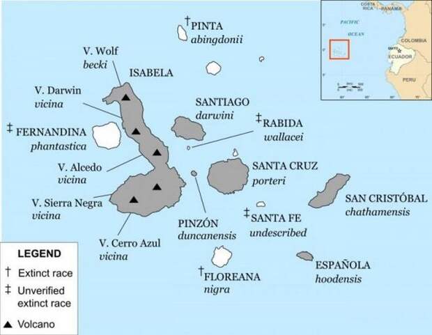 Карта Галапагосского архипелага с аннотированными в настоящее время видами галапагосских черепах. Острова с выжившими видами затенены.