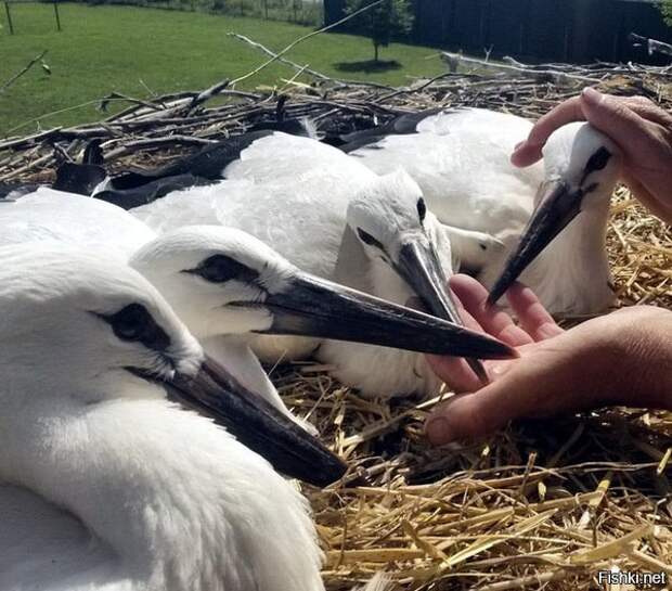 Местный житель Степан Вокич спас птицу от браконьеров — охотники повредили ей... 