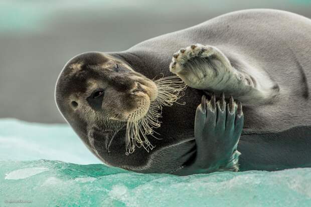 Flirting Bearded Seal