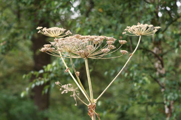 Дачников предупредили о штрафах за борщевик