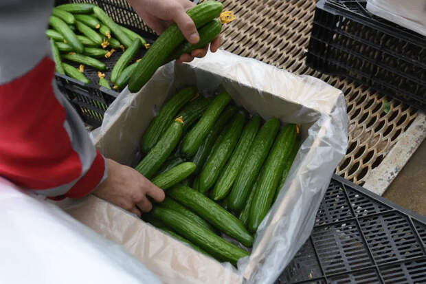 Магазины Новосибирска ввели ограничения на продажу огурцов