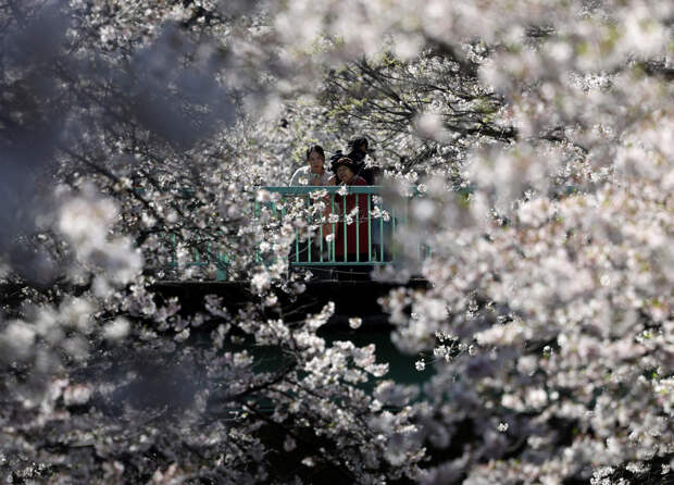 Сакура в Японии оказалась под риском исчезновения