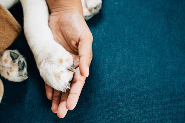 МЧС: на Камчатке спасли собак, дрейфовавших на льдинах