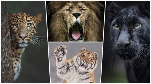 Шикарные портреты больших кошек, которые никого не оставят равнодушным большие кошки, животные, забавные животные, кошки, портреты животных