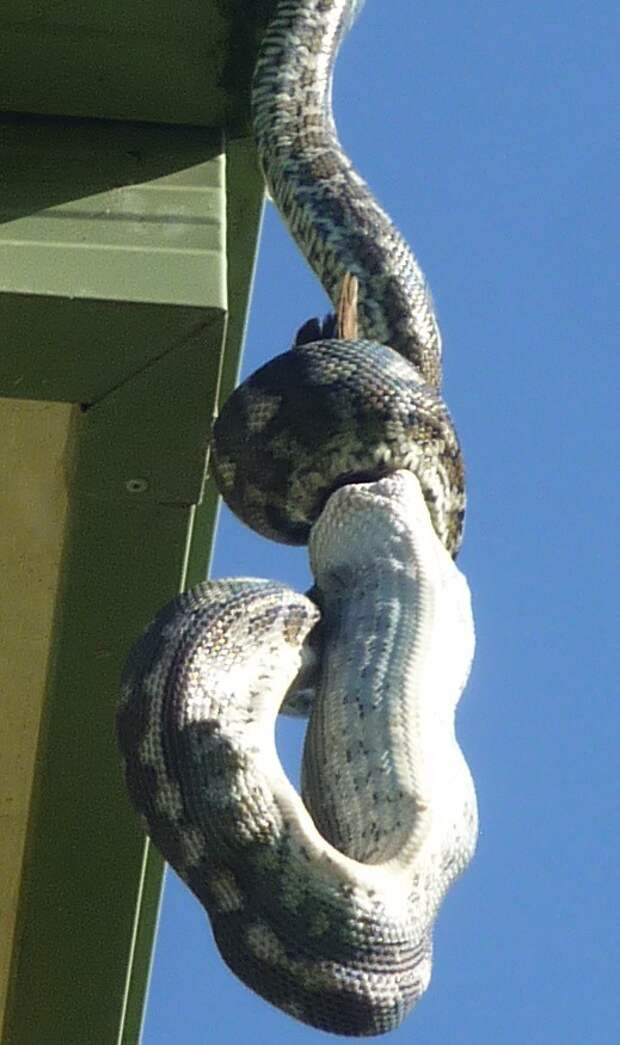 А тем временем в Австралии А тем временем в Австралии австралия, животные, змея