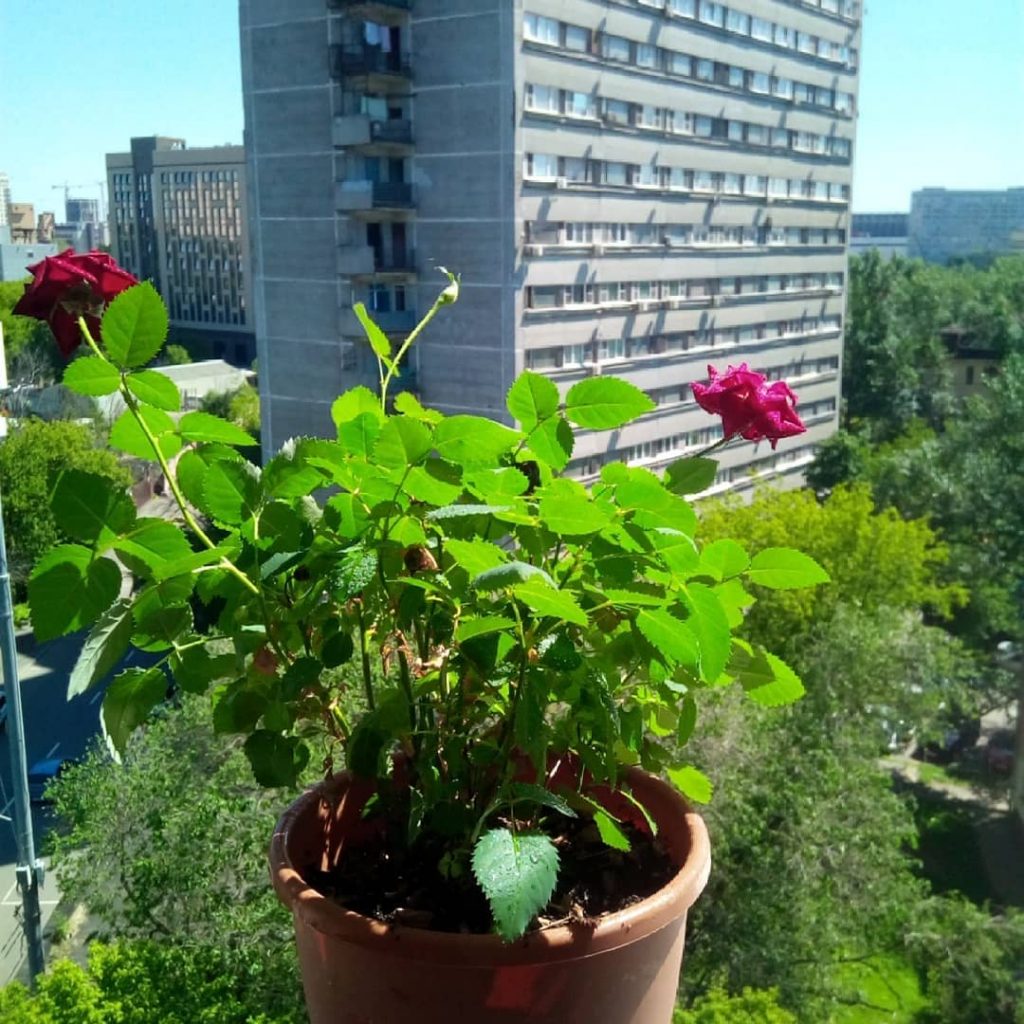Жительница района Лефортово спасла розу